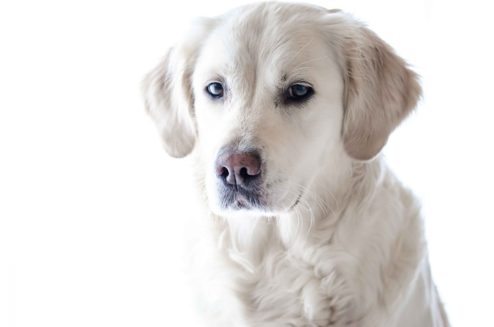 Hunde OP Versicherung